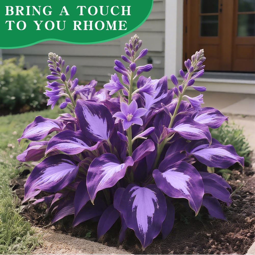 Shade-Tolerant and Cold-Hardy Hosta Flowers