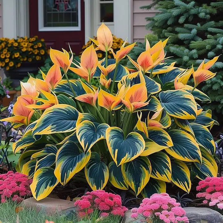 Shade-Tolerant and Cold-Hardy Hosta Flowers